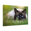 91638-425.jpg Cat Hunting Standard Canvas