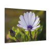 91638-435.jpg Herbaceous Plant Standard Canvas