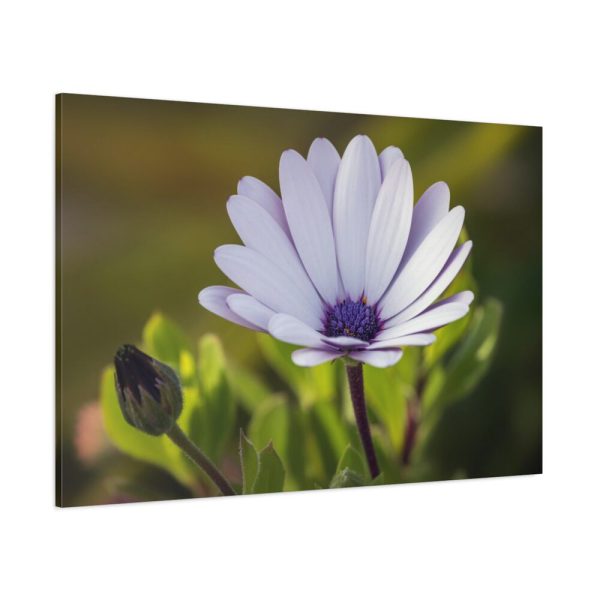 91638-435.jpg Herbaceous Plant Standard Canvas