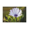 91638-436.jpg Herbaceous Plant Standard Canvas