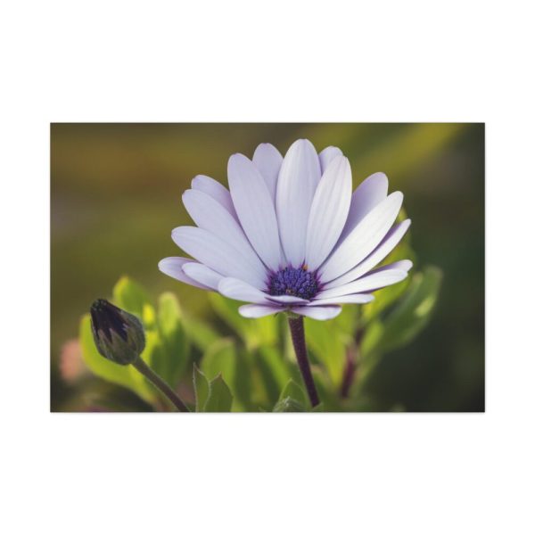 91638-436.jpg Herbaceous Plant Standard Canvas