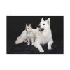 91638-46.jpg White Swiss Shepherds Standard Canvas