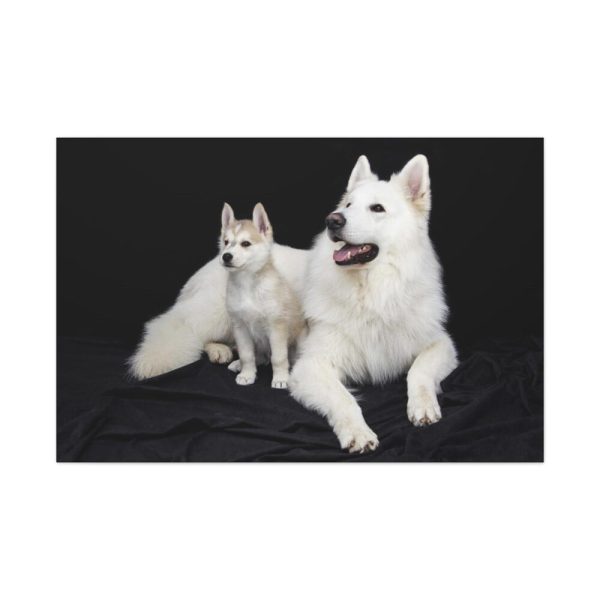 91638-46.jpg White Swiss Shepherds Standard Canvas