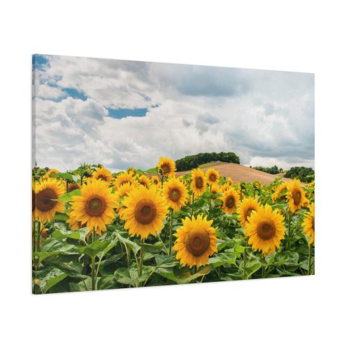 Agriculture Sunflower Standard Canvas