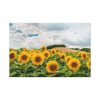 91638-466.jpg Agriculture Sunflower Standard Canvas