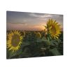 91638-470.jpg Sunflower Plant Flower Standard Canvas