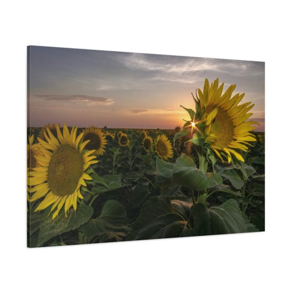 91638-470.jpg Sunflower Plant Flower Standard Canvas
