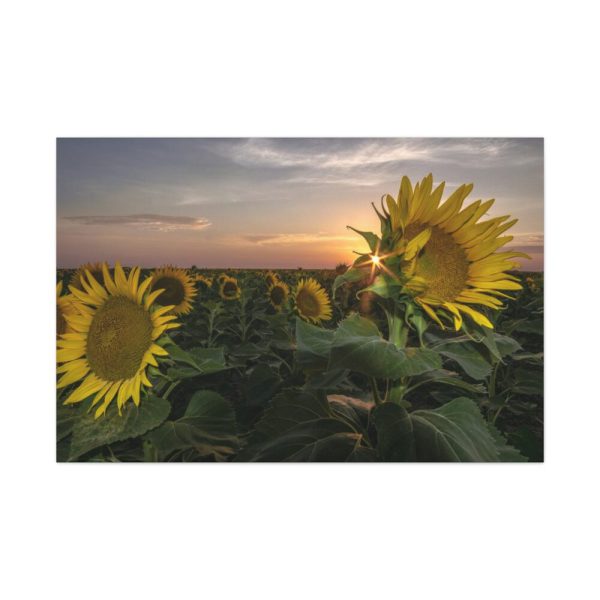 91638-471.jpg Sunflower Plant Flower Standard Canvas