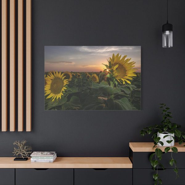 91638-473.jpg Sunflower Plant Flower Standard Canvas