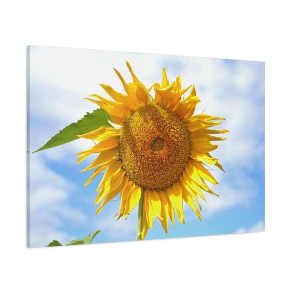 91638-485.jpg Farming Yellow Flowers Standard Canvas