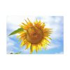 91638-486.jpg Farming Yellow Flowers Standard Canvas
