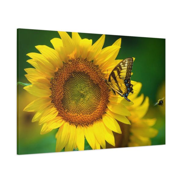 91638-500.jpg Sunflowers Begin to Bloom Standard Canvas