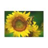 91638-501.jpg Sunflowers Begin to Bloom Standard Canvas