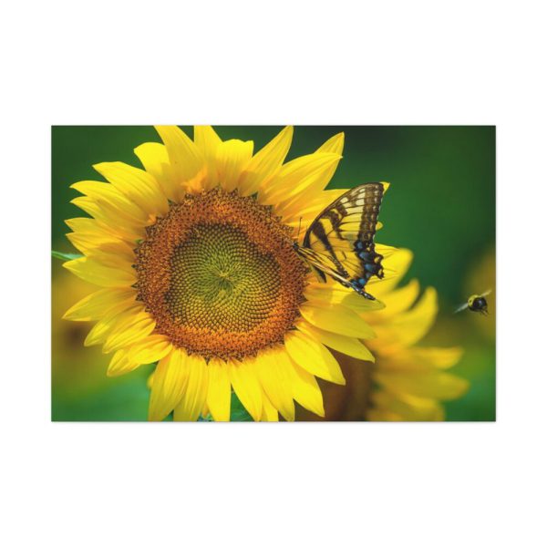 91638-501.jpg Sunflowers Begin to Bloom Standard Canvas