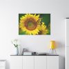 91638-502.jpg Sunflowers Begin to Bloom Standard Canvas