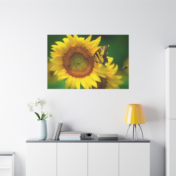 91638-502.jpg Sunflowers Begin to Bloom Standard Canvas