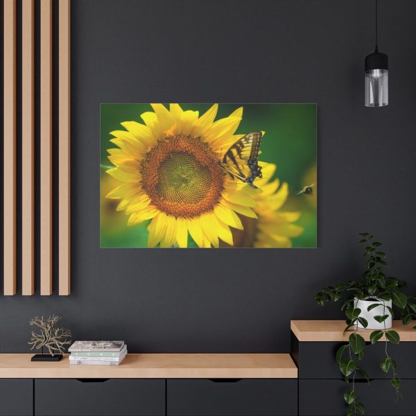 91638-503.jpg Sunflowers Begin to Bloom Standard Canvas