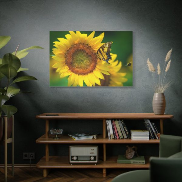 91638-504.jpg Sunflowers Begin to Bloom Standard Canvas