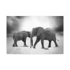 Elephant Ivory Animals Africa Standard Canvas
