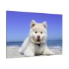 91638-55.jpg Dog on the Beach Standard Canvas