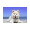 91638-56.jpg Dog on the Beach Standard Canvas