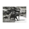 91638-576.jpg Mother and Baby Elephant on the Road Standard Canvas