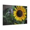 91638-580.jpg Blooming Sunflower Standard Canvas