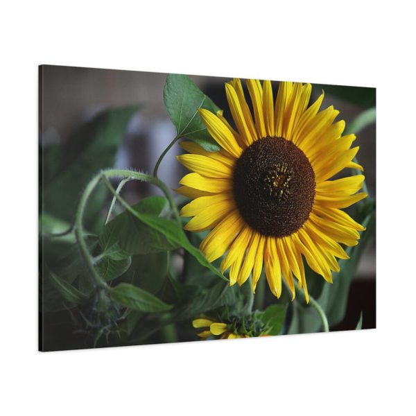 91638-580.jpg Blooming Sunflower Standard Canvas