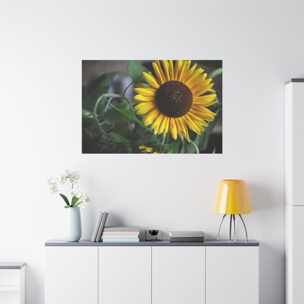 91638-582.jpg Blooming Sunflower Standard Canvas