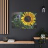 91638-583.jpg Blooming Sunflower Standard Canvas