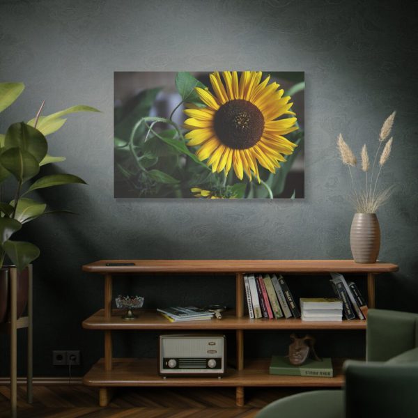 91638-584.jpg Blooming Sunflower Standard Canvas