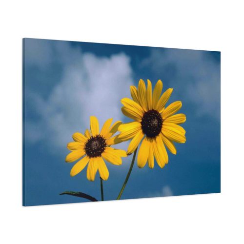 Blue Sky and Sunflower  Standard Canvas