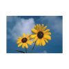 91638-591.jpg Blue Sky and Sunflower Standard Canvas