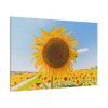91638-625.jpg Sunflower Summer Standard Canvas