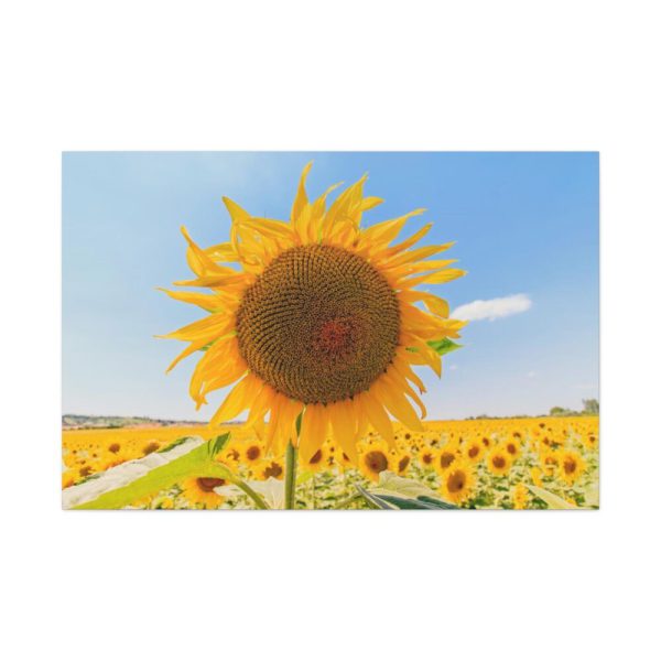 91638-626.jpg Sunflower Summer Standard Canvas
