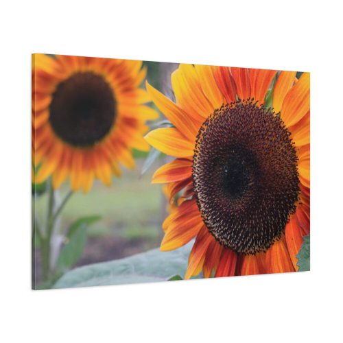 Colorful Orange Sunflower Standard Canvas