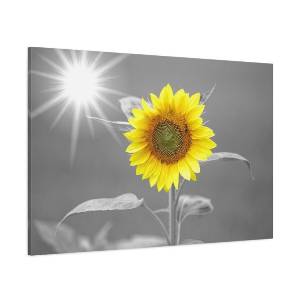 91638-635.jpg Beauty Sunflower Standard Canvas