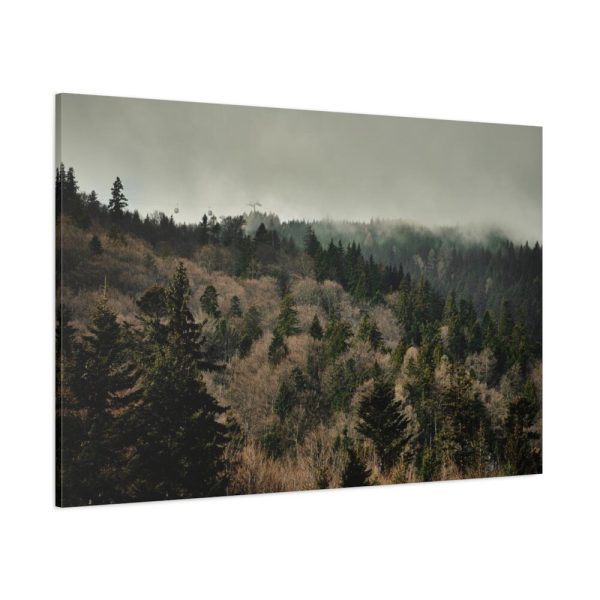 91638-675.jpg Forest Nature Standard Canvas