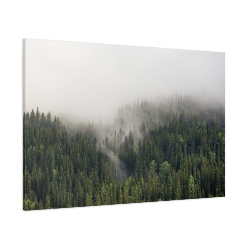 91638-680.jpg Forest in Fog Standard Canvas
