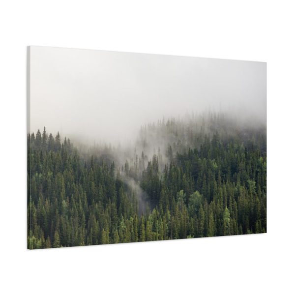 91638-680.jpg Forest in Fog Standard Canvas