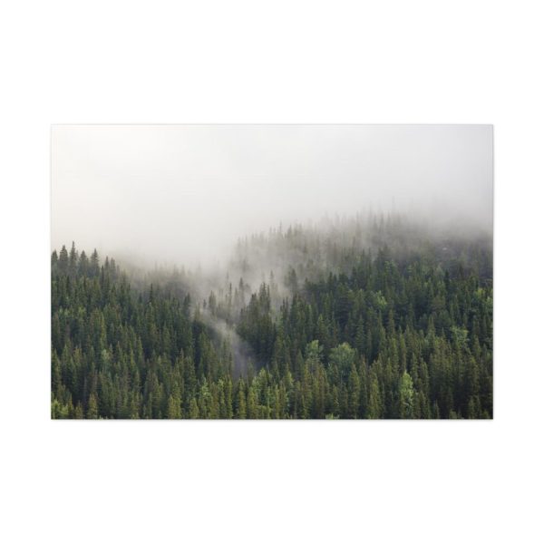91638-681.jpg Forest in Fog Standard Canvas