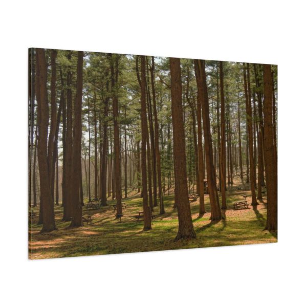 91638-750.jpg Leominster State Forest Standard Canvas