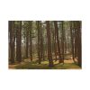 91638-751.jpg Leominster State Forest Standard Canvas