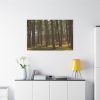91638-752.jpg Leominster State Forest Standard Canvas