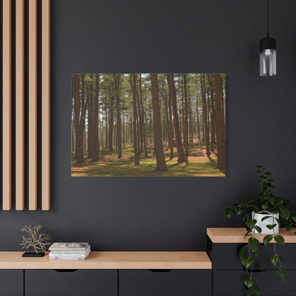 91638-753.jpg Leominster State Forest Standard Canvas