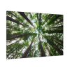 91638-760.jpg Tall Trees in the Forest Standard Canvas