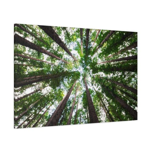 91638-760.jpg Tall Trees in the Forest Standard Canvas