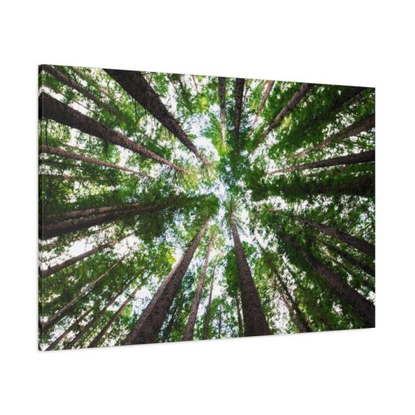 91638-760.jpg Tall Trees in the Forest Standard Canvas
