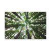 91638-761.jpg Tall Trees in the Forest Standard Canvas