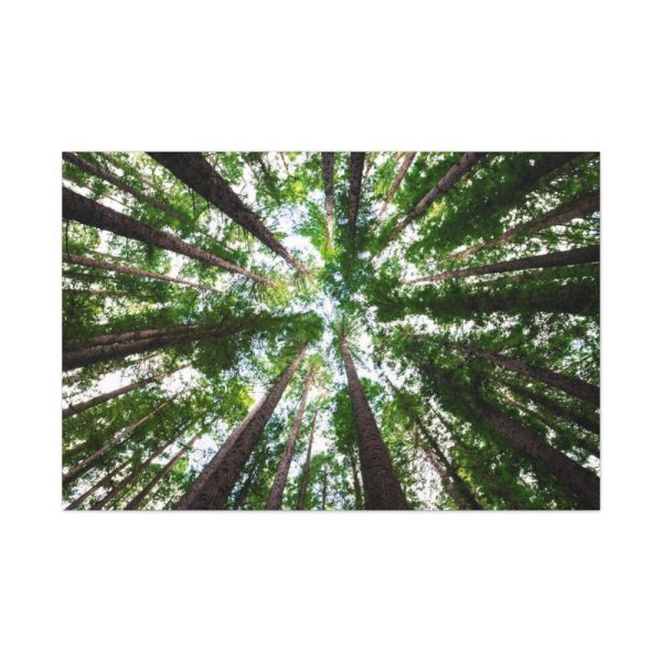 91638-761.jpg Tall Trees in the Forest Standard Canvas